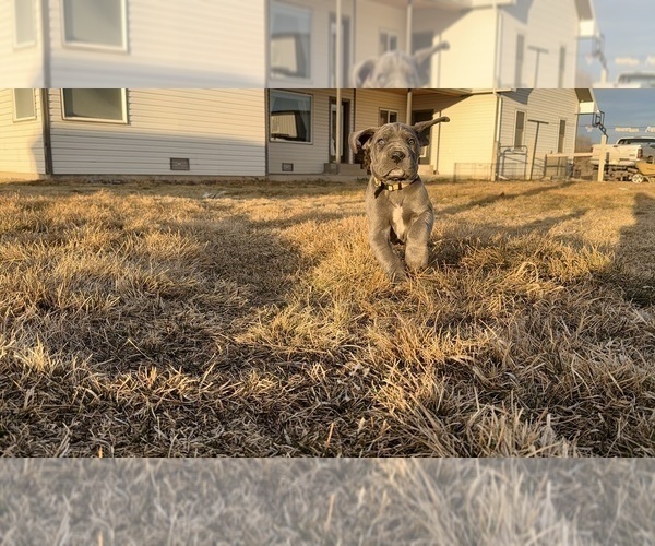 Medium Photo #13 Great Dane Puppy For Sale in OLATHE, CO, USA