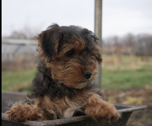 Poodle (Miniature)-YorkiePoo Mix Puppy for sale in HONEY BROOK, PA, USA