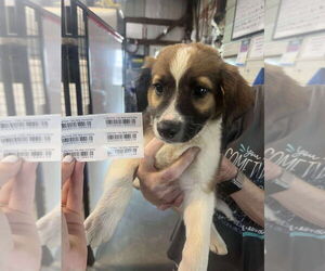 Mutt Dogs for adoption in Foristell, MO, USA