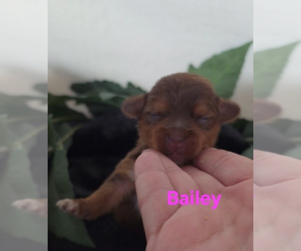 Medium Photo #8 Yorkipoo Puppy For Sale in AZLE, TX, USA