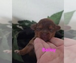 Small #7 Yorkipoo