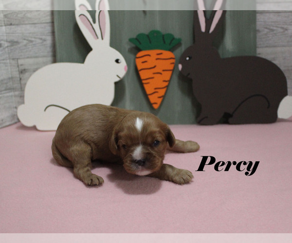 Medium Photo #7 Cavalier King Charles Spaniel Puppy For Sale in CHANUTE, KS, USA