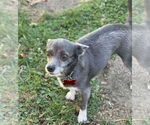 Small #4 Chihuahua Mix