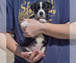Guppy - Female American Bulldog-Unknown Mix Dog for Adoption - Photo #3