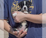 Small Photo #3 American Bulldog-Unknown Mix Puppy For Sale in Huntley, IL, USA