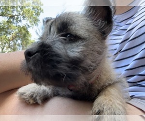 Cairn Terrier Puppy for sale in FAIR OAKS, CA, USA