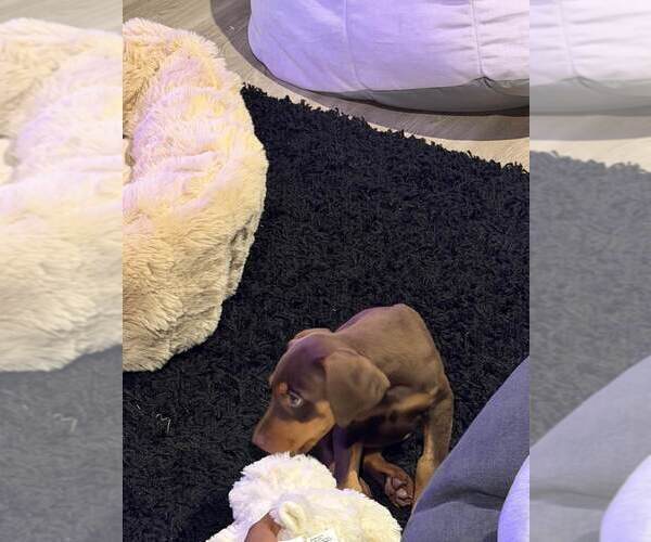 Medium Photo #5 Doberman Pinscher Puppy For Sale in SPRING, TX, USA