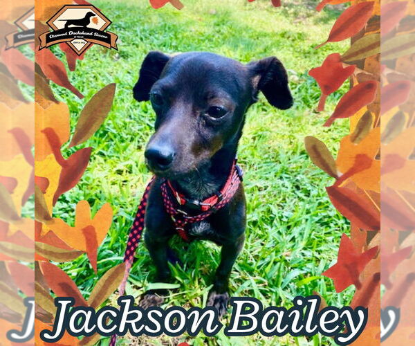 Medium Photo #6 Chiweenie Puppy For Sale in San Antonio, TX, USA