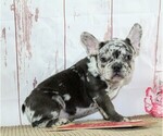 Small Photo #4 French Bulldog Puppy For Sale in FREDERICKSBURG, OH, USA