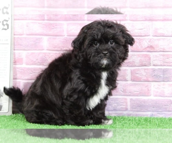 Medium Photo #1 Shih-Poo Puppy For Sale in BEL AIR, MD, USA