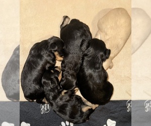 Schnauzer (Miniature) Litter for sale in PFLUGERVILLE, TX, USA