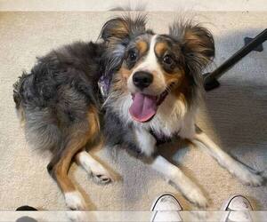Miniature Australian Shepherd Puppy for sale in PALM COAST, FL, USA