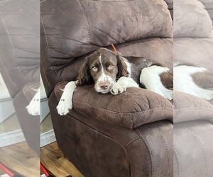 English Springer Spaniel Puppy for sale in DURAND, WI, USA