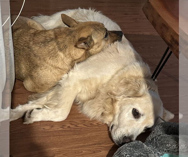 Medium Photo #2 Carolina Dog-Unknown Mix Puppy For Sale in Mount Airy, NC, USA