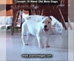 Small Photo #98 Dogo Argentino Puppy For Sale in PINEVILLE, MO, USA