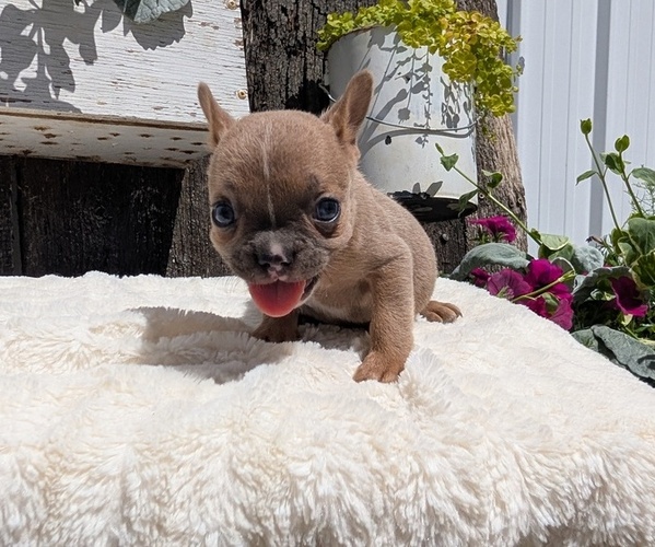 Medium Photo #66 French Bulldog Puppy For Sale in GOSHEN, IN, USA