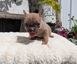 Small Photo #66 French Bulldog Puppy For Sale in GOSHEN, IN, USA