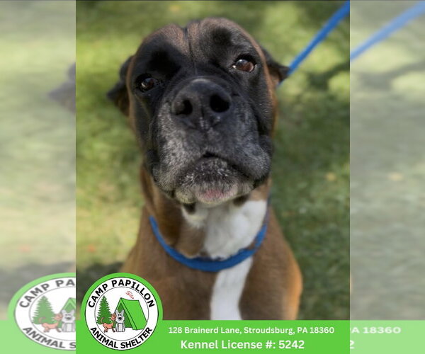 Medium Photo #1 Boxer Puppy For Sale in Stroudsburg, PA, USA