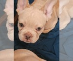 Puppy Porkchop French Bulldog