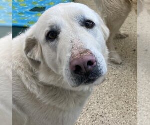 Great Pyrenees Dogs for adoption in Kanab, UT, USA