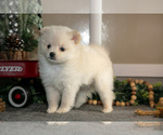 Puppy Snowflake Pomeranian