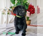 Small Photo #5 Labrador Retriever Puppy For Sale in CATO, NY, USA