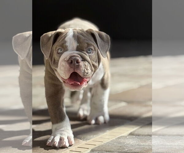 Medium Photo #2 Bulldog Puppy For Sale in Valrico, FL, USA