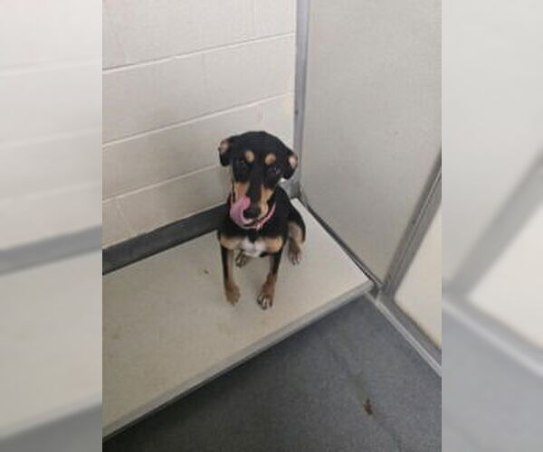 Medium Photo #2 Doberman Pinscher Puppy For Sale in Glen Allen, VA, USA