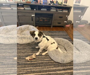 Mutt Dogs for adoption in Virginia Beach, VA, USA