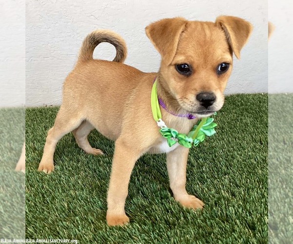 Medium Photo #2 Jug Puppy For Sale in San Diego, CA, USA