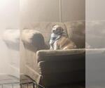 Small Beagle Mix