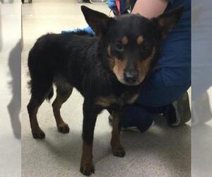 Texas Heeler-Unknown Mix Dogs for adoption in Riverside, CA, USA