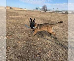 Belgian Malinois Puppy for sale in TULSA, OK, USA