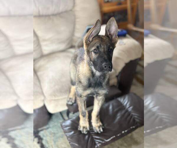 Medium Photo #10 German Shepherd Dog Puppy For Sale in Gretna, NE, USA