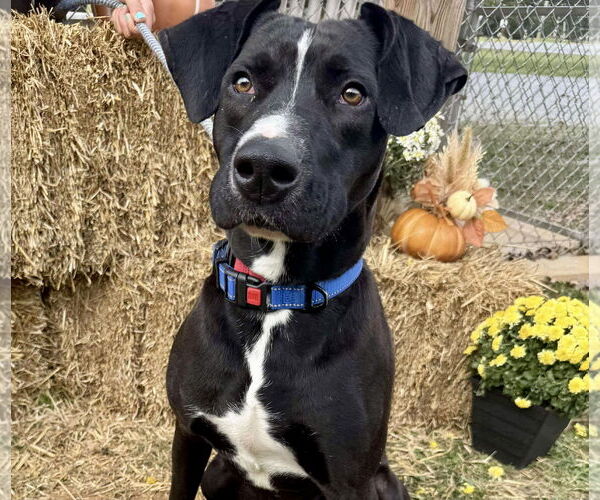 Medium Photo #5 Mutt Puppy For Sale in Rustburg, VA, USA