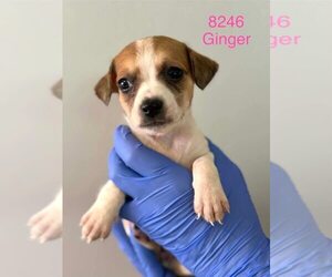 Beagle-Unknown Mix Dogs for adoption in New York, NY, USA
