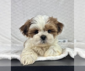 Shih Tzu Puppy for sale in INDIANAPOLIS, IN, USA