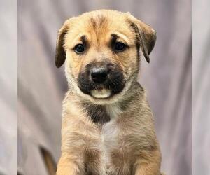 Boxer-Unknown Mix Dogs for adoption in San Diego, CA, USA