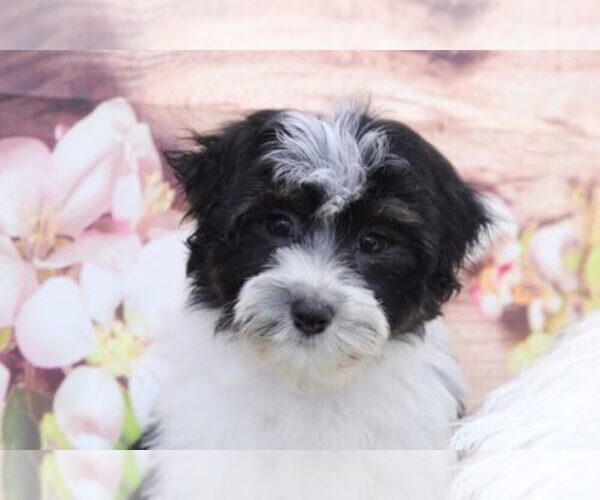 Medium Photo #3 Havanese Puppy For Sale in MARIETTA, GA, USA