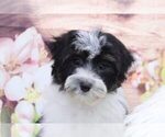 Small Photo #3 Havanese Puppy For Sale in MARIETTA, GA, USA
