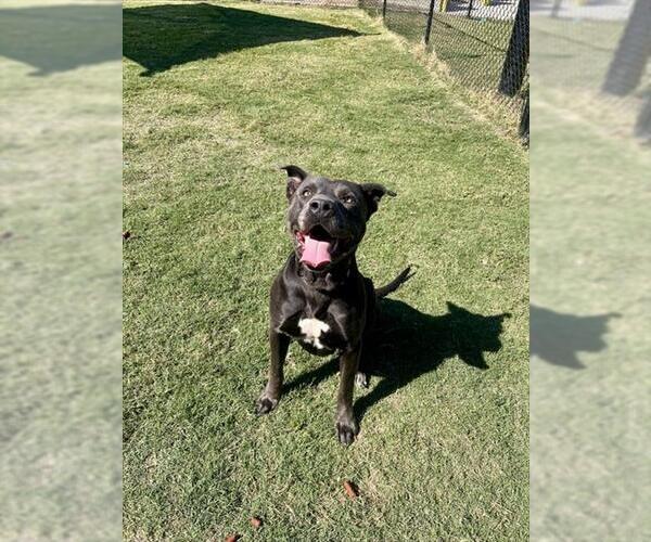 Medium Photo #1 Staffordshire Bull Terrier Puppy For Sale in Temple, TX, USA