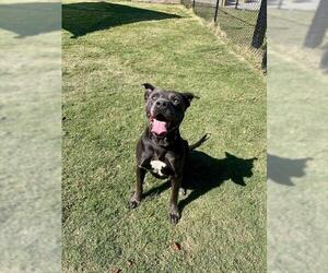Staffordshire Bull Terrier Dogs for adoption in Temple, TX, USA