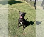 HEATH - Male Staffordshire Bull Terrier Dog for Adoption - Small photo