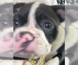 Faux Frenchbo Bulldog Puppy for sale in FORT WORTH, TX, USA