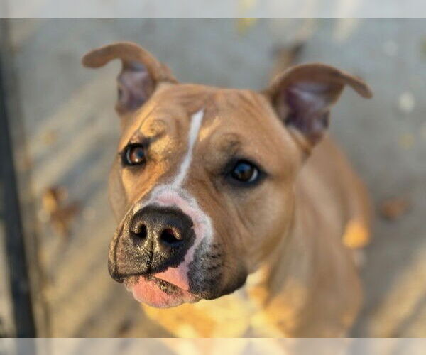 Medium Photo #1 Mutt Puppy For Sale in Tulsa, OK, USA