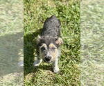 Small #2 Mutt