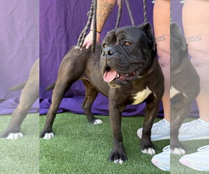 Mutt Dogs for adoption in Goodyear, AZ, USA