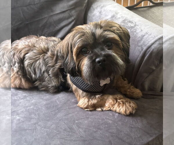 Medium Photo #6 Shih Tzu-Unknown Mix Puppy For Sale in Greensboro, NC, USA