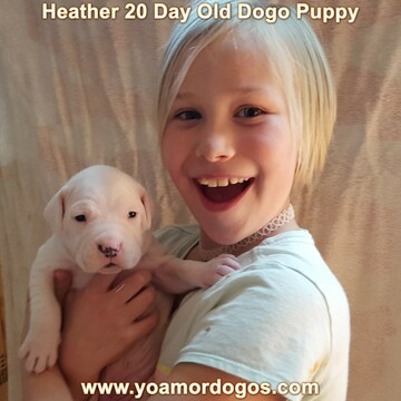 Medium Photo #65 Dogo Argentino Puppy For Sale in JANE, MO, USA