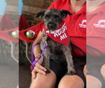 Small #5 Miniature Schnauzer Mix